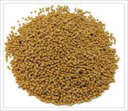 Mustard Seeds