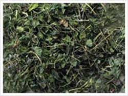 Kasoori Methi